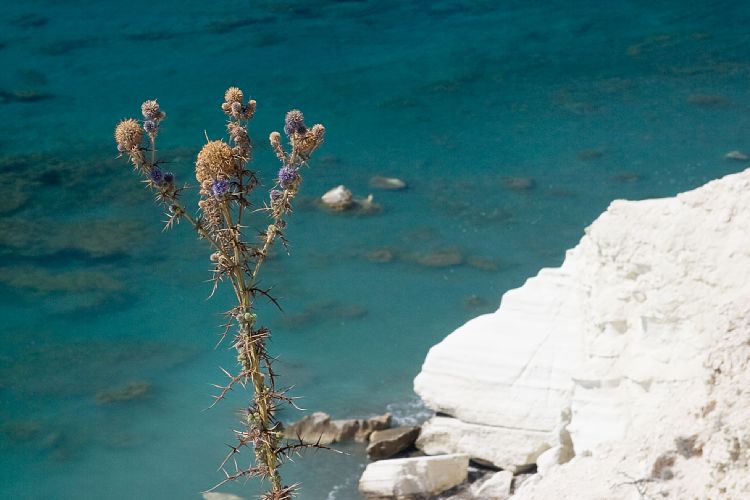 Felsen der Aphrodite (Petra tou Romiou) (Zypern - Der Sdwesten)