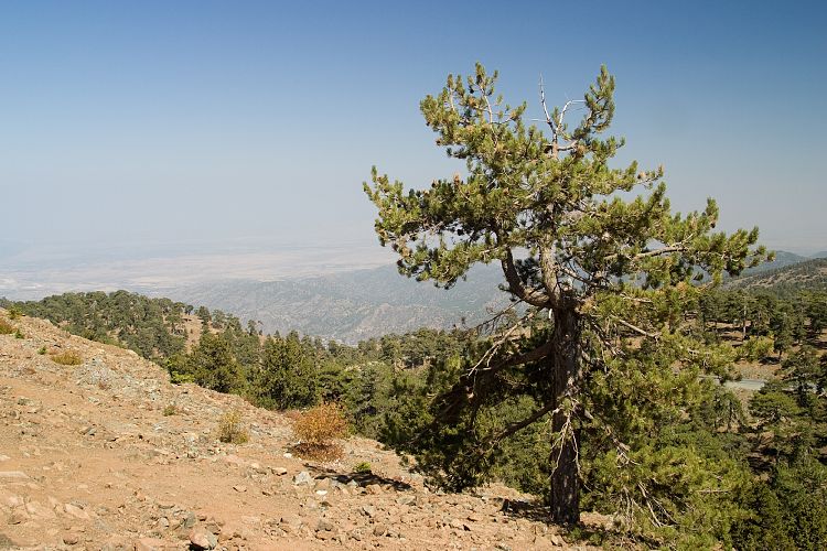 Olymp (Zypern - Troodos)