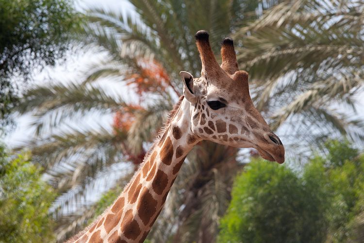 Oasis Park (Fuerteventura - Oasis Park)
