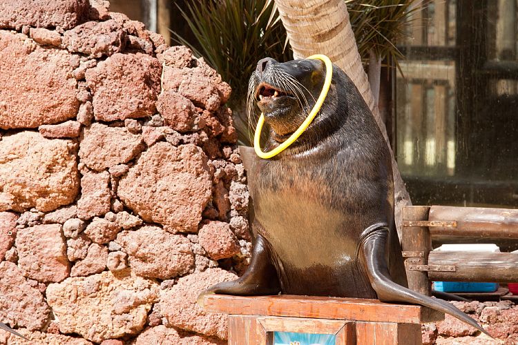 Oasis Park (Fuerteventura - Oasis Park)