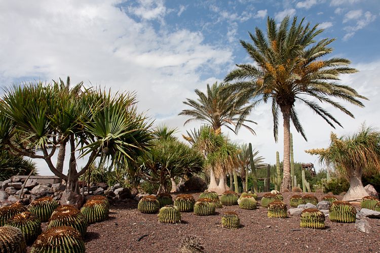 Oasis Park (Fuerteventura - Oasis Park)