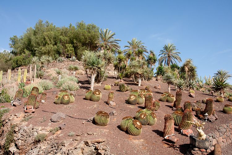 Oasis Park (Fuerteventura - Oasis Park)
