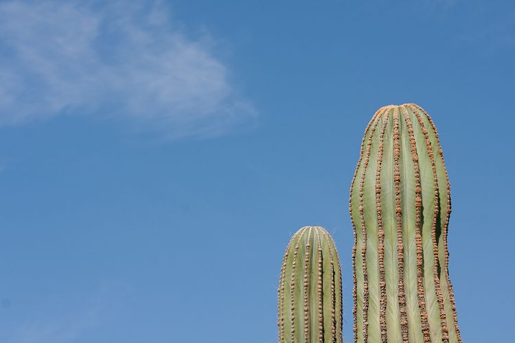 Oasis Park (Fuerteventura - Oasis Park)