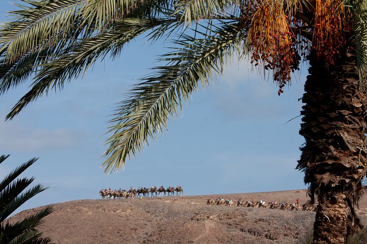 Oasis Park (Fuerteventura - Oasis Park)