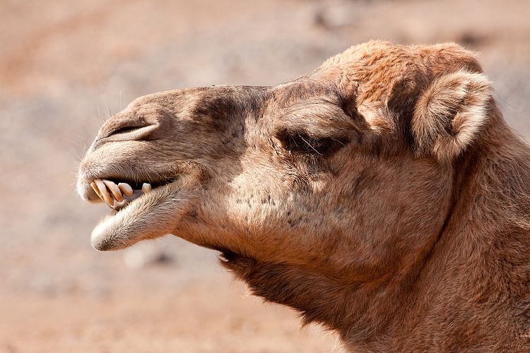 Oasis Park (Fuerteventura - Oasis Park)