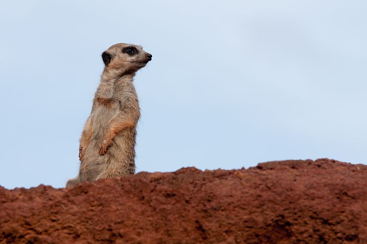 Oasis Park (Fuerteventura - Oasis Park)