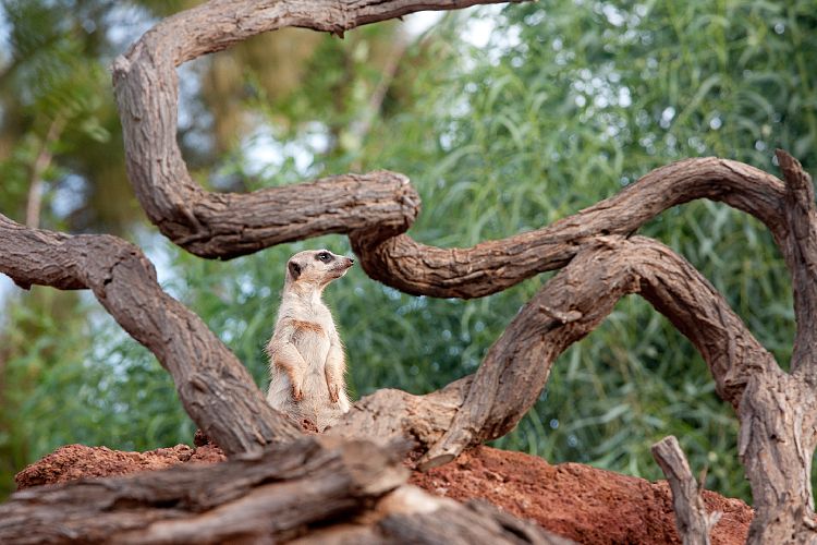 Oasis Park (Fuerteventura - Oasis Park)