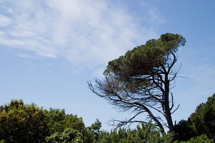 Bei Gigaro (Cote d'Azur - Wanderung)