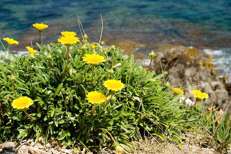 Bei Les Salins (Cote d'Azur - Wanderung)