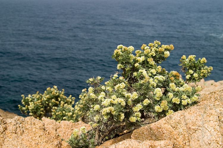 Cap Camarat (Cote d'Azur - Ausflug)