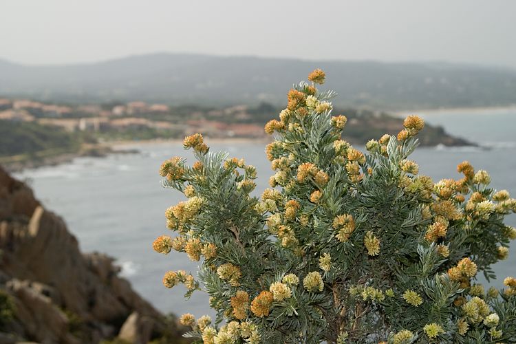 Cap Camarat (Cote d'Azur - Ausflug)