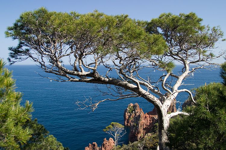 Cap Dramont (Cote d'Azur - Wanderung)