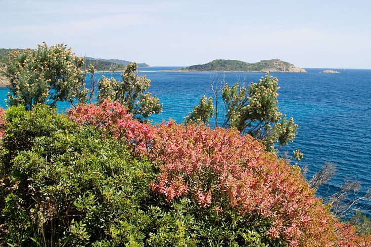 Cap Lardier (Cote d'Azur - Wanderung)