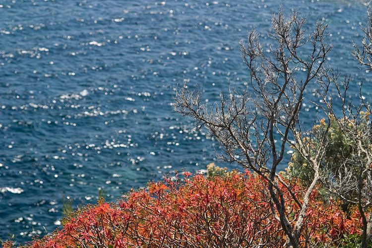 Cap Lardier (Cote d'Azur - Wanderung)