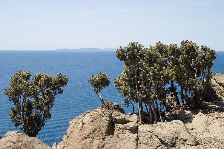 Cap Lardier (Cote d'Azur - Wanderung)