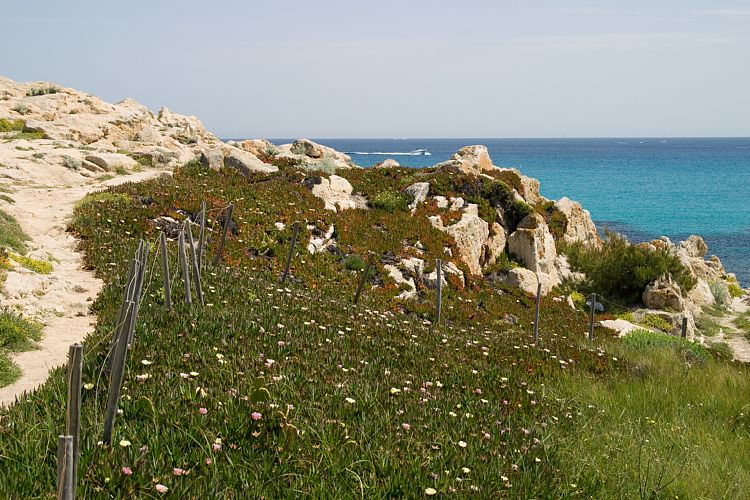 Cap Taillat (Cote d'Azur - Wanderung)