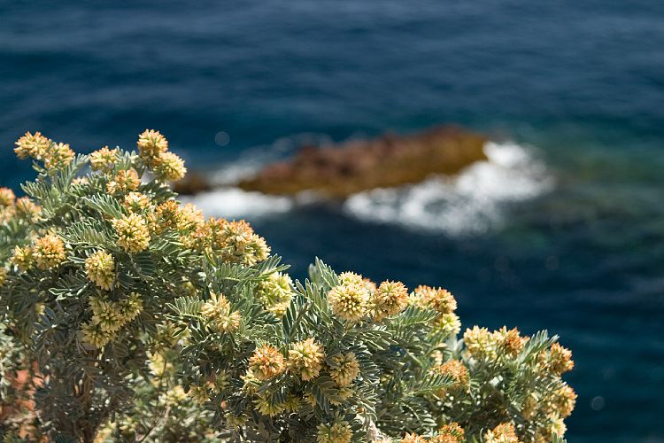 Esterel-Kste (Cote d'Azur - Wanderung)