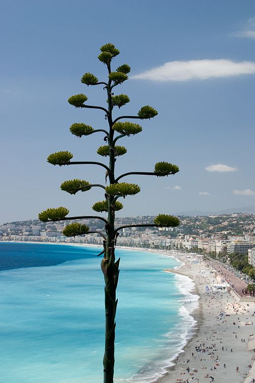 Nizza (Cote d'Azur - Ausflug)