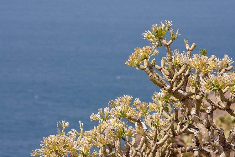 Agaete (Gran Canaria - Inselrundfahrt)