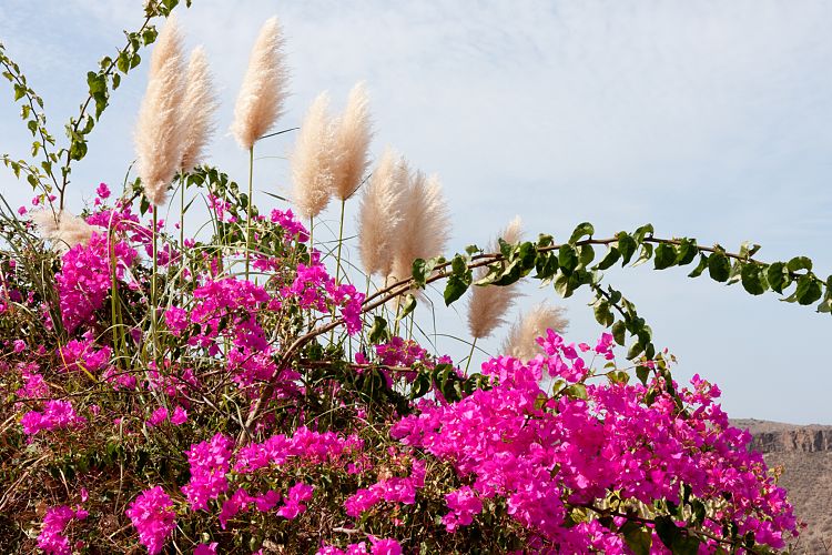 Bei Ayagaures (Gran Canaria - Palmitos Park)