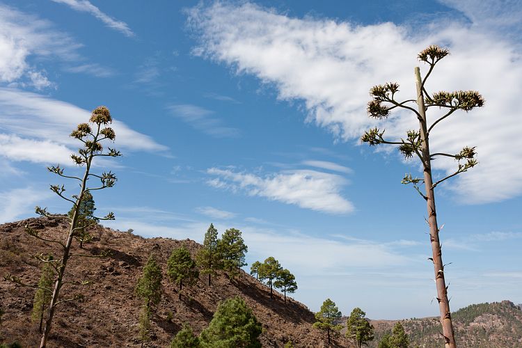 Cruz Grande - La Manzanilla (Gran Canaria - Cruz Grande)