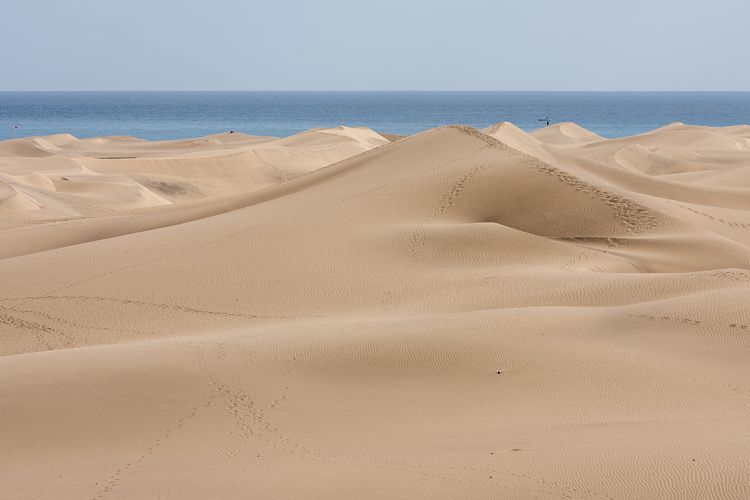 Dne bei Playa Ingls (Gran Canaria - Palmitos Park)
