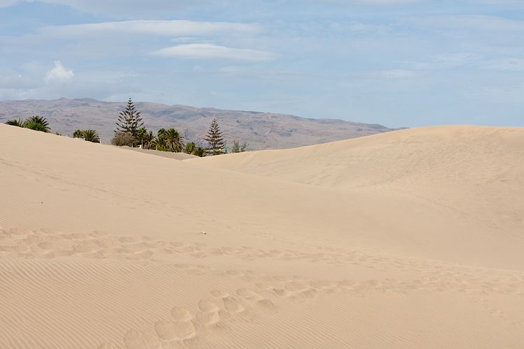 Dne bei Playa Ingls (Gran Canaria - Palmitos Park)