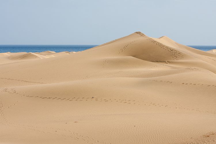 Dne bei Playa Ingls (Gran Canaria - Palmitos Park)