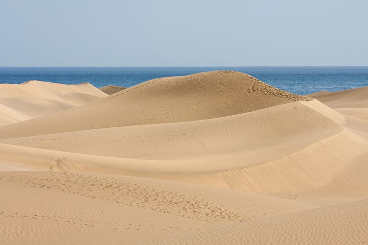 Dne bei Playa Ingls (Gran Canaria - Palmitos Park)