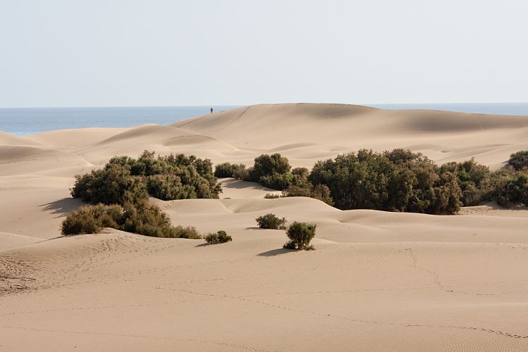 Dne bei Playa Ingls (Gran Canaria - Palmitos Park)