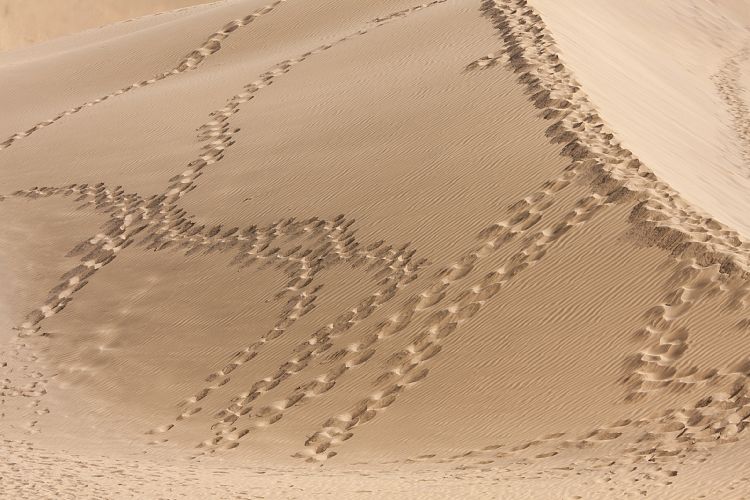 Dne bei Playa Ingls (Gran Canaria - Palmitos Park)