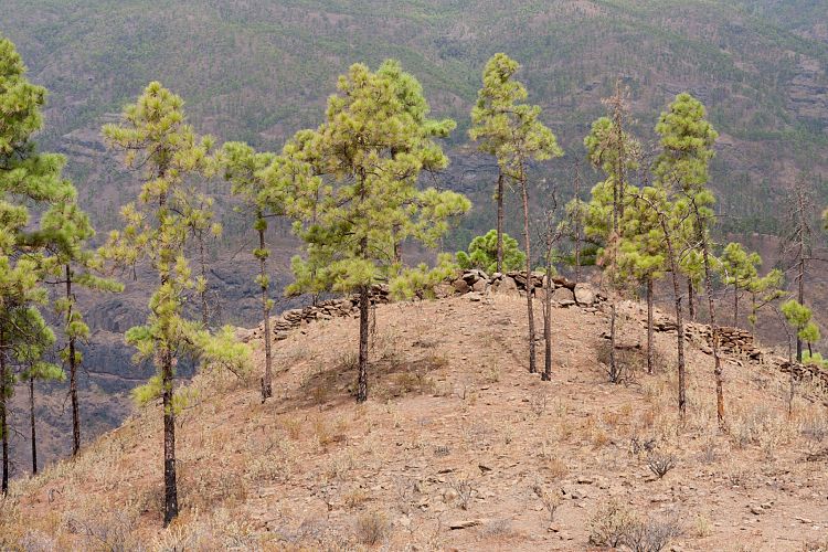 Montaa de Tauro (Gran Canaria - Montaa de Tauro)