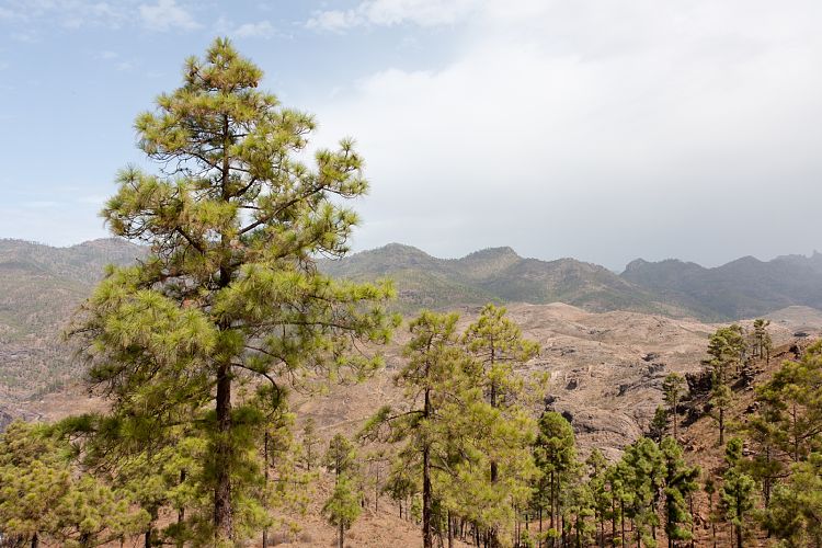 Montaa de Tauro (Gran Canaria - Montaa de Tauro)