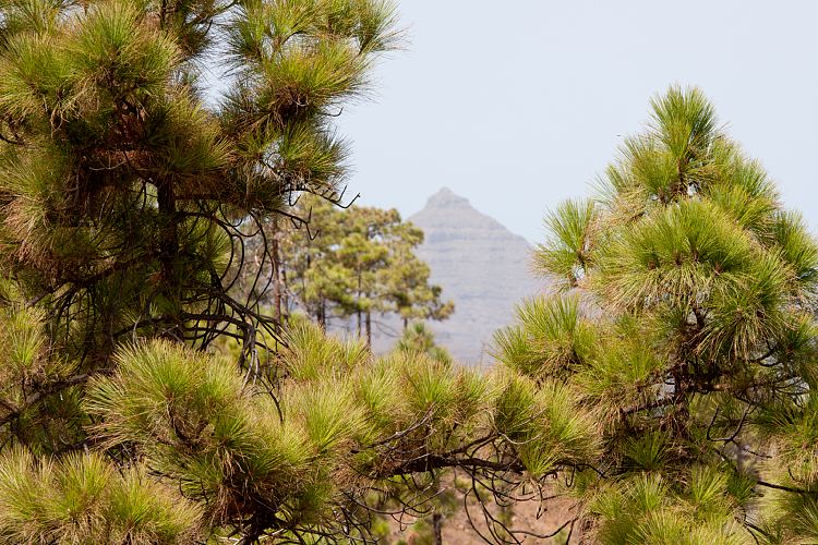 Montaa de Tauro (Gran Canaria - Montaa de Tauro)