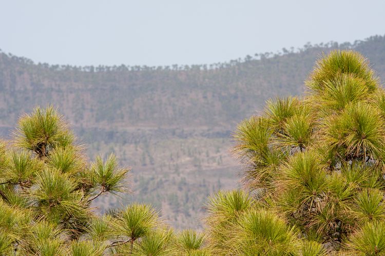Montaa de Tauro (Gran Canaria - Montaa de Tauro)