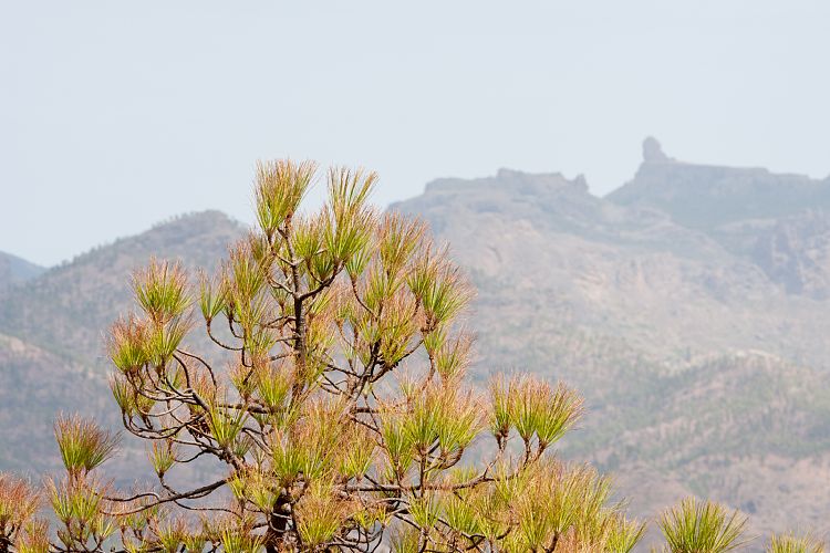 Montaa de Tauro (Gran Canaria - Montaa de Tauro)