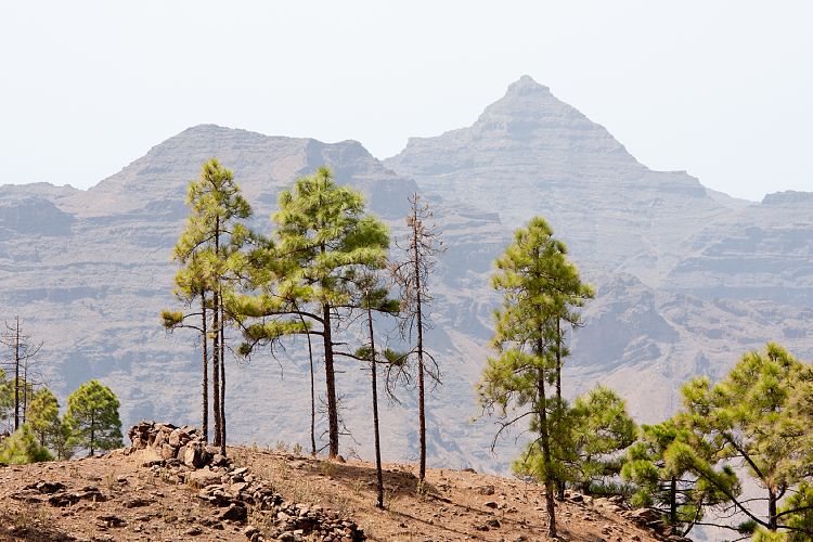 Montaa de Tauro (Gran Canaria - Montaa de Tauro)