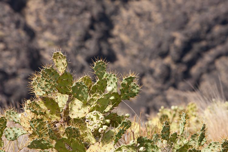 Nordwestkste (Gran Canaria - Inselrundfahrt)