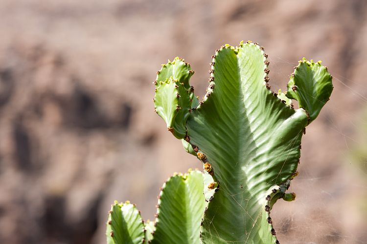 Palmitos Park (Gran Canaria - Palmitos Park)