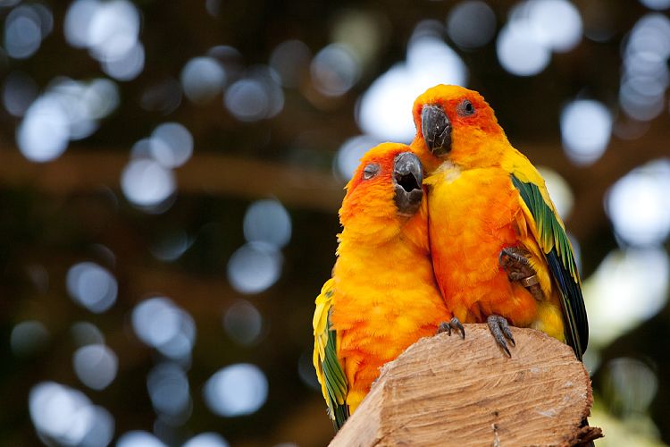 Palmitos Park (Gran Canaria - Palmitos Park)