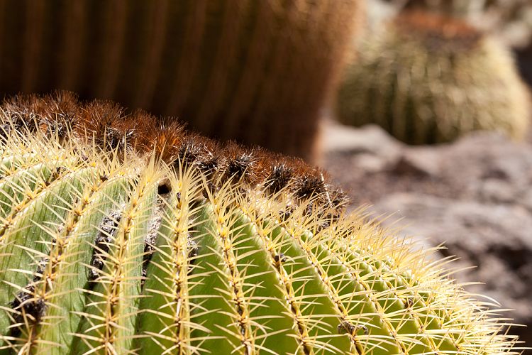 Palmitos Park (Gran Canaria - Palmitos Park)