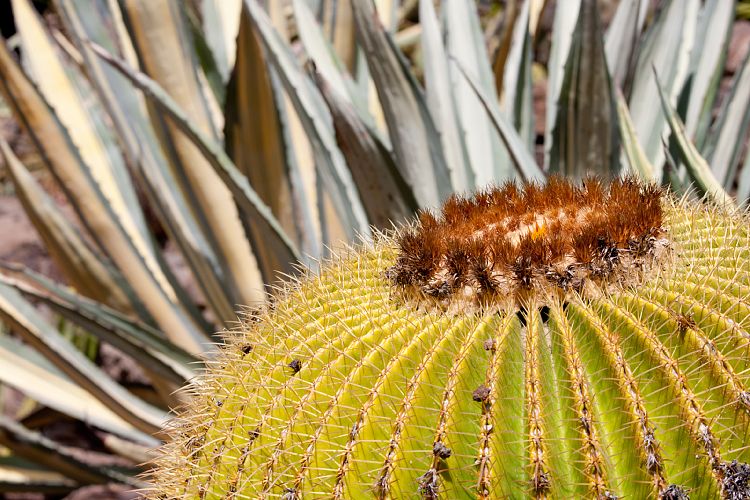 Palmitos Park (Gran Canaria - Palmitos Park)