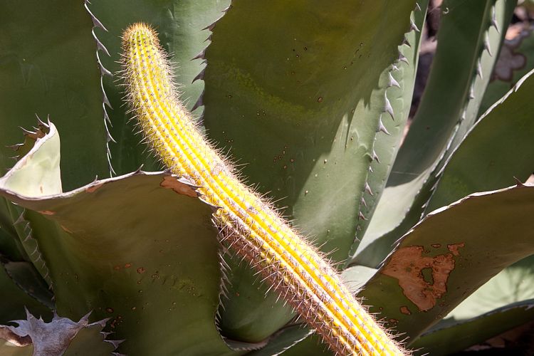 Palmitos Park (Gran Canaria - Palmitos Park)