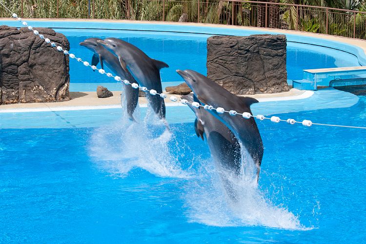 Palmitos Park (Gran Canaria - Palmitos Park)