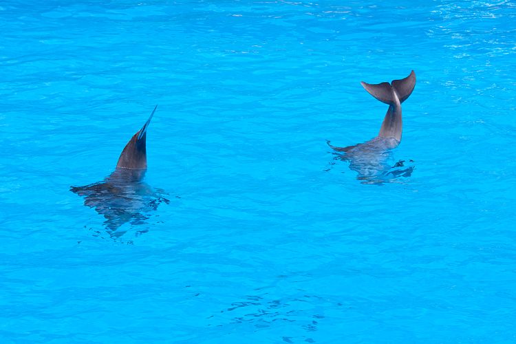 Palmitos Park (Gran Canaria - Palmitos Park)