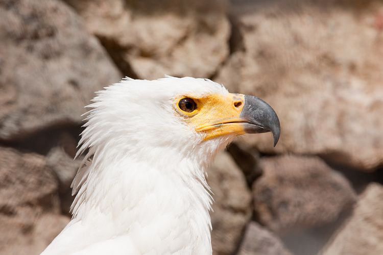 Palmitos Park (Gran Canaria - Palmitos Park)