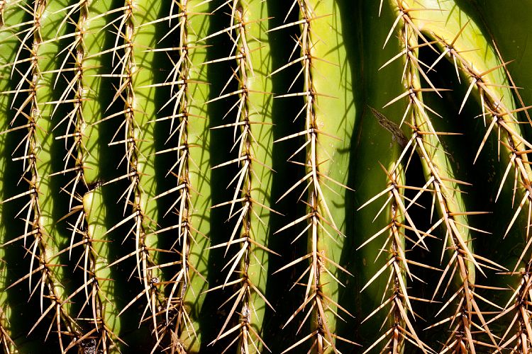 Palmitos Park (Gran Canaria - Palmitos Park)