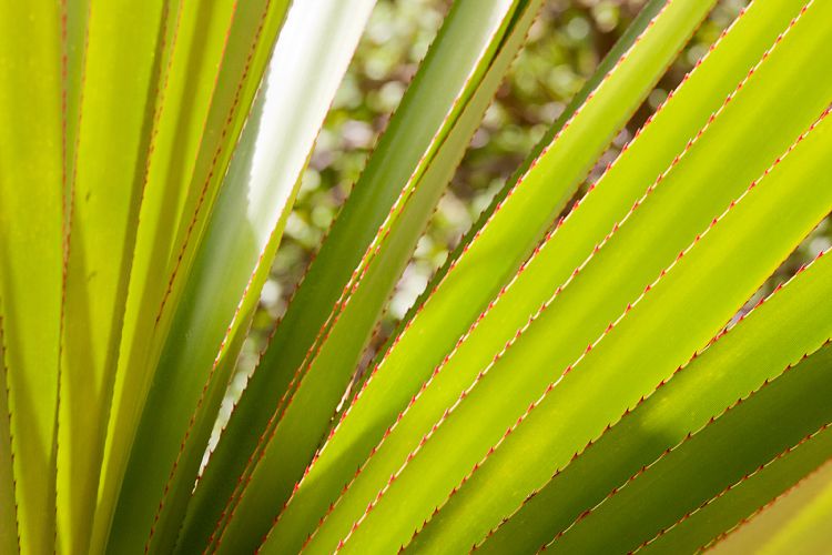Palmitos Park (Gran Canaria - Palmitos Park)