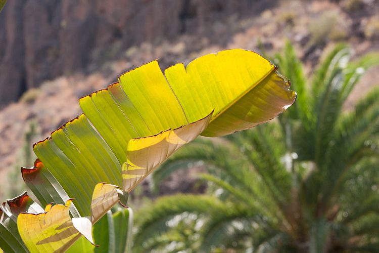 Palmitos Park (Gran Canaria - Palmitos Park)