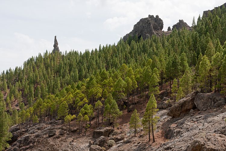 Roque Nublo (Gran Canaria - Roque Nublo)